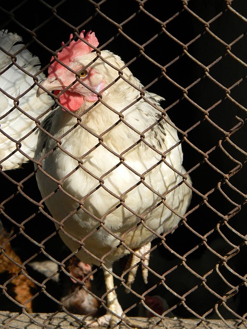 洲球迷带来 洲球迷带来